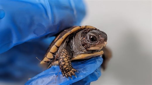 Southwest Virginia Wildlife Center hatches rare, state-threatened Eastern Box Turtle twins