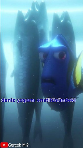 Kayıp Balık Dori Animasyonu Riley Detayı