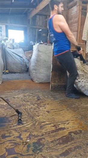 Allan Oldfield on Instagram: "Shearing a rather large(approx 100kg) suffolk ewe today. Luckily suffolks tend to be pretty calm otherwise they could really make things difficult. #shearing #sheepshearing #satisfying #wool #sheep #suffolksheep #bigsheep #sheepfarming"