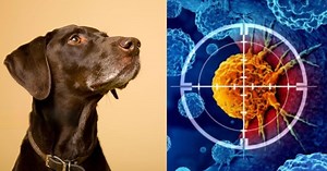 ¿Cómo los perros pueden detectar el cáncer y otras enfermedades? Te explicamos - La Prensa Gráfica