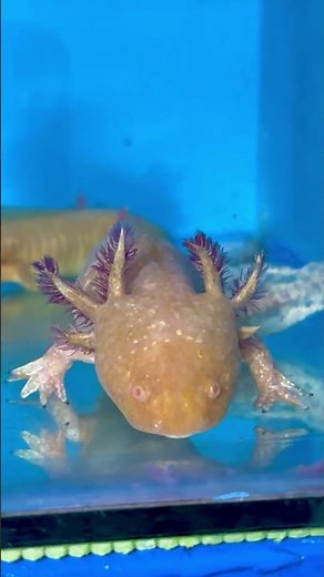 Gold Axolotl
