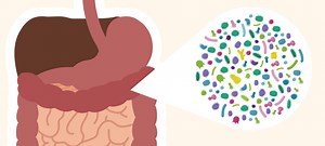 Introducing the Human Gut Microbiome Animation