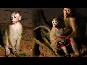 Night coming, new abandoned baby monkey is crying with scare coz miss home and owner