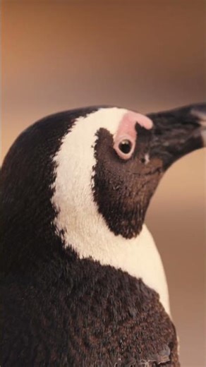 African Penguin #birds #africa #wildlife #nature #short #shortvideo #shortsfeed #shorts #penguin