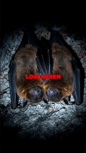 Warum Fledermäuse im Schlaf NICHT fallen... obwohl sie tot wirken 🦇😴