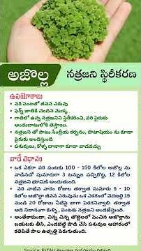 Amazing benefits of Azolla cultivation