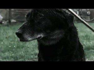 RSPCA Voice Campaigns Advert (2002, VoiceOver Only)