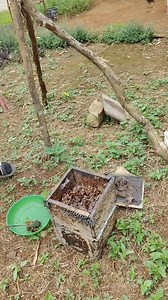 Grabe nga pheromone 😱😱 #bees #beekeeping #stinglessbee #beekeeperslife #beekeeper | Arsulo Lumista Yandong
