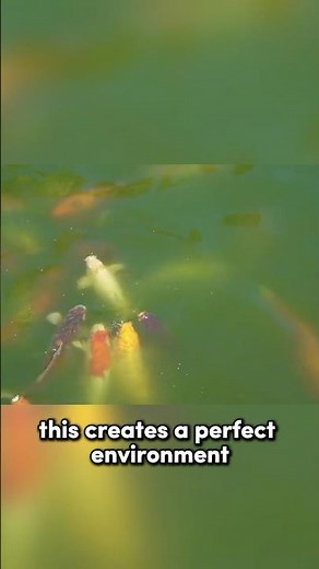 Why Pond Water Turns Green