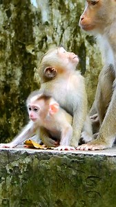 8.2K views · 438 reactions | OMG cute newborn baby monkey learn to walk step by step very well | Monkeys Daily | Facebook