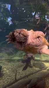 🐢💥 SNAP into Feeding Time! 💥🐢 Our Alligator Snapping Turtles, our most ravenous reptiles, are ready to steal the spotlight. Watch their powerful jaws and claws in action and learn why these prehistoric-looking creatures play such a crucial role in our ecosystem. 🕝 Snapping Turtle Feedings & Talk 📅 Tuesday, Thursday & Saturday ⏰ 2:30 p.m. #AlligatorSnappingTurtle #FeedingTime #ReptileTalk #AquariumLife #AmazingAnimals | Shreveport Aquarium