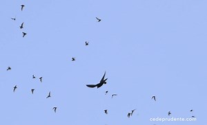 The most efficient bat hunter on air! Bats are favoured prey of the Bat Hawks, although they may eat small birds, swallows, swifts, and nightjars. They hunt by chasing their prey at high speed on air! Beat seen at forest along limestone outcrops, this shot was taken at Gomantong cabes in Sabah, Malaysian Borneo. #Bathawk #BorneoBirdFestival #birdsofborneo #wildsabah #birdsofprey #sabahtourism #nikonz8 | Borneo Bird Festival
