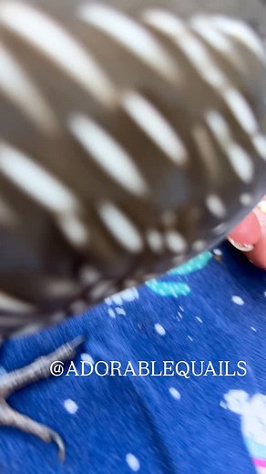 2.2K views · 994 reactions | Favorite snack= peanuts!!  . . . . #birds_adored #exotic #adorable #borbs #birdlover #birdphotography #adorablequails #nature #baby #quails #codorniz | Adorablequails | Facebook