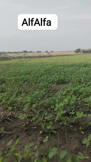 #zohaib AlfAlfa Farm. More information contact 03002203434 | Zohaib AlfAlfa Farm & Traders | Facebook