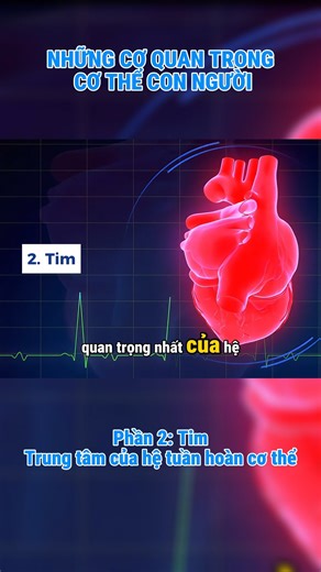 Những cơ quan trong cơ thể con người - Phần 2: Tim - Trung tâm của hệ tuần hoàn cơ thể | BiologyZ