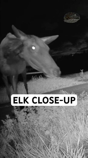 Elk Close-Up Inches From My Camera | Young Elk Behind
