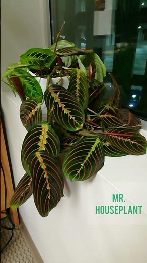 Prayer Plant Time Lapse (Maranta Leuconeura)