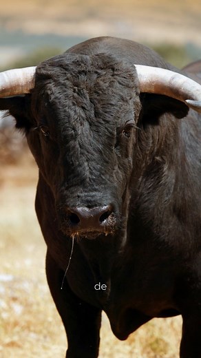 El toro de Lidia | Stephanysmr