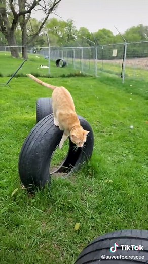 Fergi the Cat Masters the Agility Course