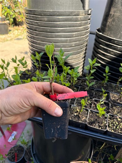 Issai Hardy Kiwi Plant - Etsy