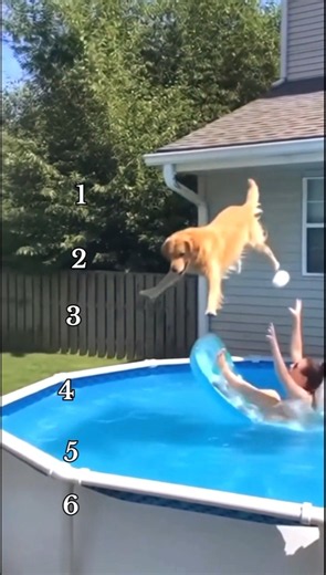 Ranking funniest dogs moments 2026 #goldenretriever #labrador #dog #dogshorts