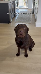 1.2K views · 713 reactions | Hmm. My dream date… cute  #labrador #labradorvideos #labradorretriever #chocolatelab #labpuppy #puppiesofinstagram #puppylove #labstagrams #talesofalab #talesofalabpuppy #puppylove #labs_of_insta #dogmom #souldog #loveisland #loveislandusa #mydreamdate | The Lab Woody | Facebook