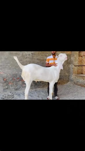 Mashallah Beauty Competition for 2027 Goats