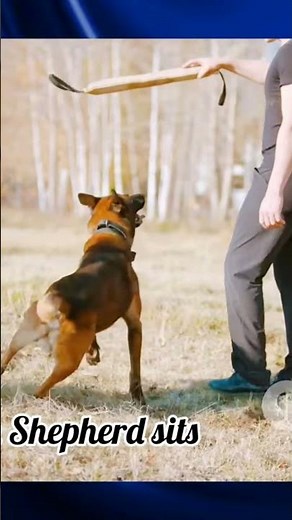 The Secret Training Techniques of German Shepherds