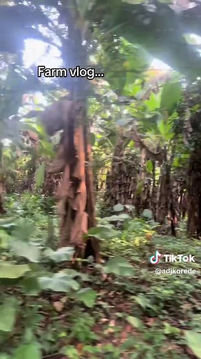 Insightful Farm Vlog Journey and Daily Life