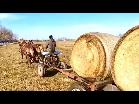 HAULING BALES & LOGGING with Baron & Bill // Draft Horse Training #463