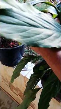 Lírio da paz com Folhas Muchas nunca-mais