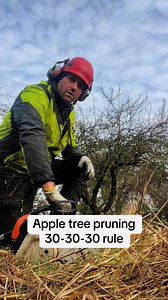 38K views · 270 reactions | Apple tree pruning 30-30-30 rule | Petite Peonys | Facebook