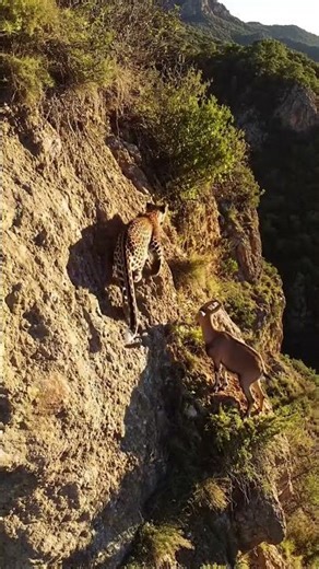 A Tense Cliff Scene Between Hunter and Survivor #GoatOnTheEdge #Shorts