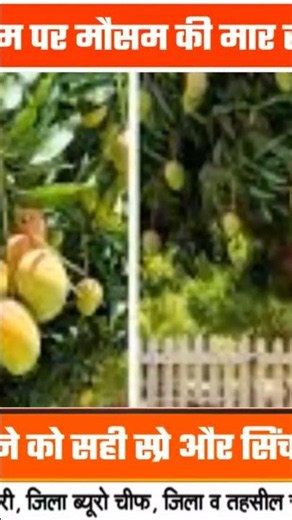 आम फटने से कैसे बचाएं?, विशेषज्ञ ने बताए सिंचाई और स्प्रे के सही तरीके