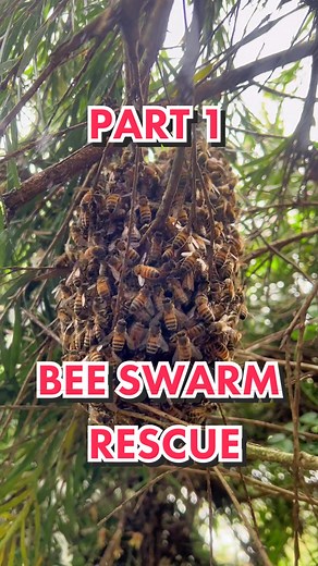 PART 1: #BEE swarm rescue 🐝 @DAPPestControl #beekeeping #honeybee #swarm #removal #savethebees #nature #bees #swarm #insects #insecttok #bug #sting #entomology #bugsoftiktok #hive #dappestcontrol #australia #naturevibes #fyp #foryoupage #fypシ゚viral