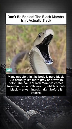 The Truth About Black Mambas: They’re Not Actually Black!
