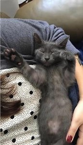 Does your cat fit the average? More than half of cats sleep 12 to 18 hours a day, and nearly 40% of cats sleep more than 18 hours a day. 🕓 Here’s some extra sleepy cat facts 😴👇 Cats sleep in what’s called a 💤polyphasic sleep pattern💤, which just means they sleep multiple times a day, not once a day, like humans typically do. The average cat nap time is 78 minutes. ⏰ Older cats also tend to sleep more than younger cats – beauty rest is a must! 👵🐈 #lazycats #sleepingcats #catsofinstagram #c