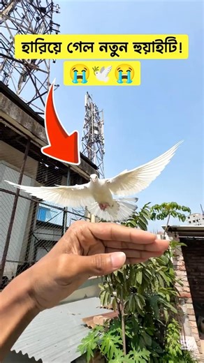 হারিয়ে গেলো নতুন হুয়াইটি! 🕊️😭 #kabutar #কবুতর #birds #funny #comedy #viralvideo #shorts #trending