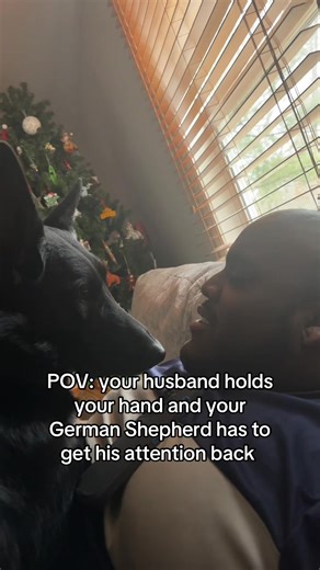 German Shepherd's Jealousy in a Cute POV Moment