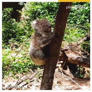 556K views · 4.7K reactions | This confused little mate thinks humans are trees. | Try Not to Laugh | Facebook