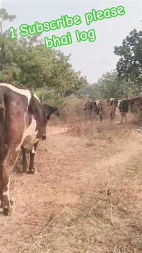 cow 🐄 charana gaiya tha marra chotta bhai 😁😁 #vlog #youtubeshorts #2025 #vlogger