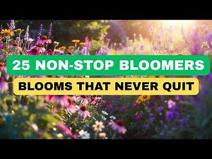 Top 25 Best Longest Blooming Perennial Flowers that Deliver Months of Continuous Blooms.