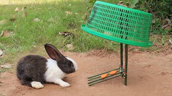 Innovative DIY Traps for Catching Birds and Dangerous Animals