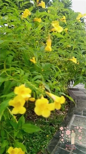 🌼 Bright & Cheerful – Yellow Trumpet Flower