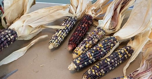 Decorating with Indian Corn: How to Make Pretty Farmhouse Fall Decor