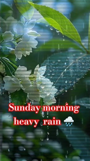 Sunday subah halki Si barsat ke sath view pakshiyon ki awaaz #viral #shorts #trending #video#twittee