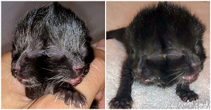 Kitten Born With 2 Faces Defies All Odds, Finds Perfect Person To Care For Her