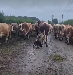 10K views · 364 reactions | LE GROS TRAVAIL DU CHIEN DE TROUPEAU ! Ici à Saint-Molf (Pays de Guérande-Loire Atlantique-France), les vaches de Nathalie et Samantha sont conduites par leur border-collie Tal ! Un très grand merci à La Ferme Des Îles Morice pour cette vidéo. N'hésitez pas à les suivre sur leur belle page pour partager leur quotidien. #bordercollie #vaches | La Place du Village | Facebook
