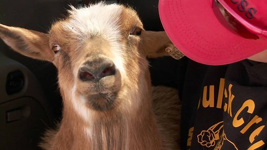 112K views · 39 shares | Dr. Pol checks a goat that is suffering from severe muscle problems. #DrPol | National Geographic Animals | Facebook