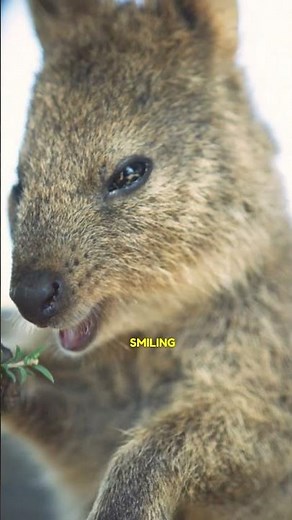 Places to Visit in Australia: Perth and Rottnest Island